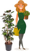 Plant in a Box - Polyscias 'Fabian' - XXL Groene kamerplant - Donkergroene leerachtige bladeren - Pot 31cm - Hoogte 140-150cm
