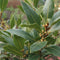 Plant in a Box - Laurus nobilis - Laurierboom - Pot 17cm - Hoogte 60-70cm