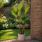 Plant in a Box - Buiten Palmbomen Mix - Mix van 3 planten - Pot 15cm - Hoogte 50-70cm