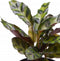 Plantenset “Oval Beauties” (in Laos keramiek)