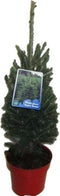 Kerstboom Picea glauca Super Green ↨ 70cm - hoge kwaliteit planten