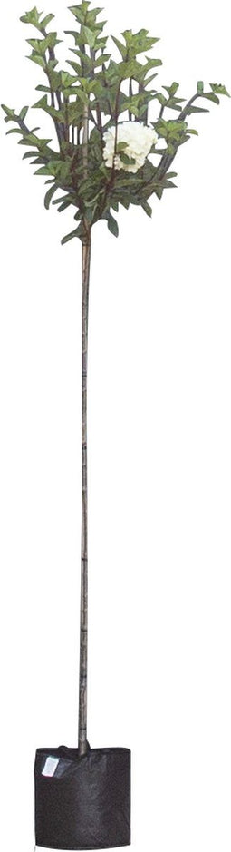 Hortensia 'Vanille Fraise' hoogstam | Hydrangea pan. 'Vanille Fraise' 180 cm| Bomenbezorgd.nl