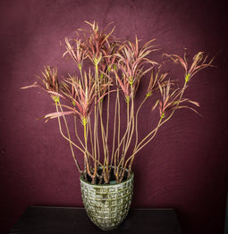 PTMD Leaves Plant Burgundy Yucca Spray