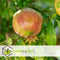 Plant in a Box - Punica granatum 'Early' - Granaatappelboom - Fruitboom met glanzende bladeren - Pot 21cm - Hoogte 60-70cm