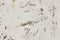 Wanddecoratie Home ESPRIT Wit Neoklassiek Decapé 58 x 4,5 x 78 cm (2 Stuks)
