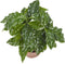 Coffea Arabica