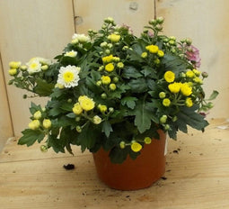 3 stuks! Mini bol chrysant geel