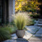 Plant in a Box - Stipa tenuifolia 'Pony Tails' - Set van 3 Stipa 'ponytail' grassen - Verdergras - Pot 9cm - Hoogte 20-30cm