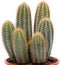 Cactus ↨ 35cm - hoge kwaliteit planten