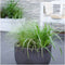 Plants by Frank | 3 Carex comans 'Frosted Curls' XL | Siergrassen winterhard | 3x Ø 14 cm | vaste planten | Winterharde siergras