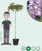 Blauwe regen als dakboom 180 cm stamhoogte | Wisteria sinensis 6-10 cm 180 cm| Bomenbezorgd.nl