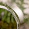 Growing Concepts DIY Duurzaam Ecosysteem Weckpot 5L - Planten - Biophytum Sensitivum - H28xØ18cm