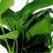 Levende Aquariumplant Anubias Nana 5cm pot per stuk