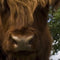 Customize it - Tuinschilderij hooglander front 130x70