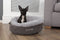 Scruffs Cosy donutmand - Ronde kattenmand met pluche ligvlak - Ø 45 cm - Caramel Brown