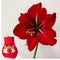 Plant in a Box - Amaryllis - Hippeastrum 'Reindeer Sweater' - Bloembol - Rode bloemen