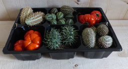 Decoratief fruit herfst verschillende soortenWarentuin Natuurlijk