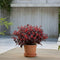Plant in a Box - Loropetalum Ever Red - Set van 2 - Franjeboom - Sierheester - Tuinplant - Winterhard - Pot 13cm - Hoogte 25-35cm