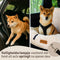 By Cee Cee Fluffy Autostoel Hond - Luxe Hondenmand Auto Met Veiligheidsriempje - Beige - Maat M