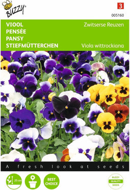 2 stuks - Buzzy - Viola wittrockiana Zwitserse Reuzen Bloemistenmen...