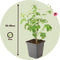 Plant in a Box - Anisodontea capensis - Kaaps Kaasjeskruid – Kaapse Malve - Set van 6 - roze/paars – bloeiende tuinplant – ⌀9 cm – hoogte 25-40 cm