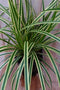 Groenwit gras 50 cm