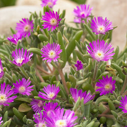Ijsbloem (Delosperma aberd.) 'Hot Pink' | 1 stuk | Rotsplant | plant voor rotstuin | alpine plant | 11x11 cm Kwekerspot | Roze