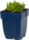 Ijsbloem (Delosperma aberd.) 'Hot Pink' | 1 stuk | Rotsplant | plant voor rotstuin | alpine plant | 11x11 cm Kwekerspot | Roze