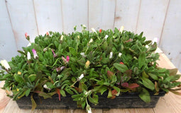 ijsbloempjes 24 stuks