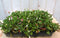 ijsbloempjes 24 stuks