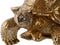 IJsemmer Home ESPRIT Gouden Hars Tropisch 33 x 22 x 34,5 cm