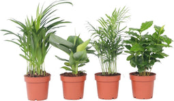 Plant in a Box - Trendy Indoor - Mix van kamerplanten - Pot 12cm - Hoogte 25-40cm
