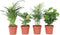 Plant in a Box - Trendy Indoor - Mix van kamerplanten - Pot 12cm - Hoogte 25-40cm