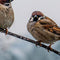 Customize it - Tuinschilderij musjes winter 70x50