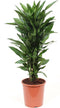 Choice of Green - Dracaena Janet Lind - Hoogte 100 - Diameter pot 27