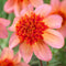 Plant in a Box - Dahlia 'Totally Tangerine' - set van 3 - zomerbloeiers - dahliaknollen - tuinbloemen - Oranje/Roze