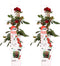 Plant in a Box - Rosa Crazy in love 'Red' - set van 2 Klimplanten - Klimroos met rode bladeren - Pot 15cm - Hoogte 60-70cm