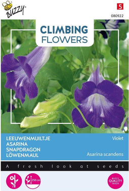 3 stuks - Buzzy - Flowering climbers asarina blue