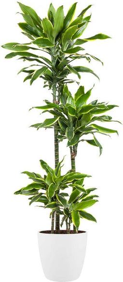 Goed & Groen - Dracaena Gold Coast (in ELHO Brussels Rond Wit) - Drakenbloedboom - XL -↨ 140cm - Potmaat 27 - Exclusieve Kwaliteit Planten - Kamer Plant - Kamerplanten - Sfeer - Interieur