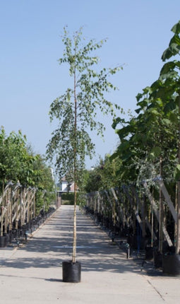 Treurberk | Betula pen. 'Tristis' 10-14 cm 180-200 cm| Bomenbezorgd.nl