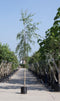 Treurberk | Betula pen. 'Tristis' 10-14 cm 180-200 cm| Bomenbezorgd.nl