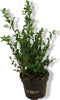 Ilex donker groen