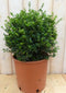 Ilex groen