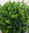 Ilex groen