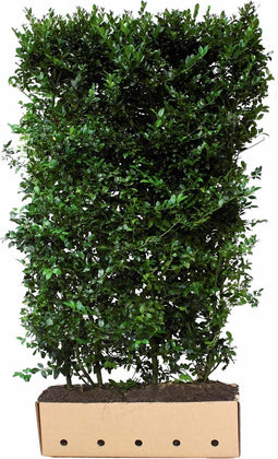 Ilex meserveae Blue Maid 180 cm