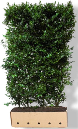Ilex meserveae 'Blue Maid' Heg