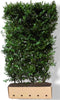 Ilex meserveae 'Blue Maid' Heg