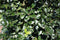 Ilex meserveae Blue Prince 200 cm