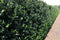 Ilex meserveae Blue Prince 200 cm