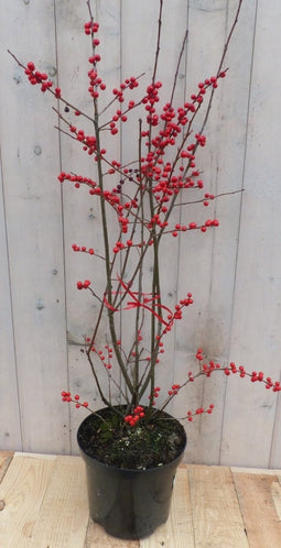Ilex Verticillata hulst